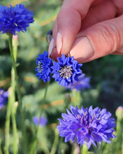 Load image into Gallery viewer, Set Corn flowers
